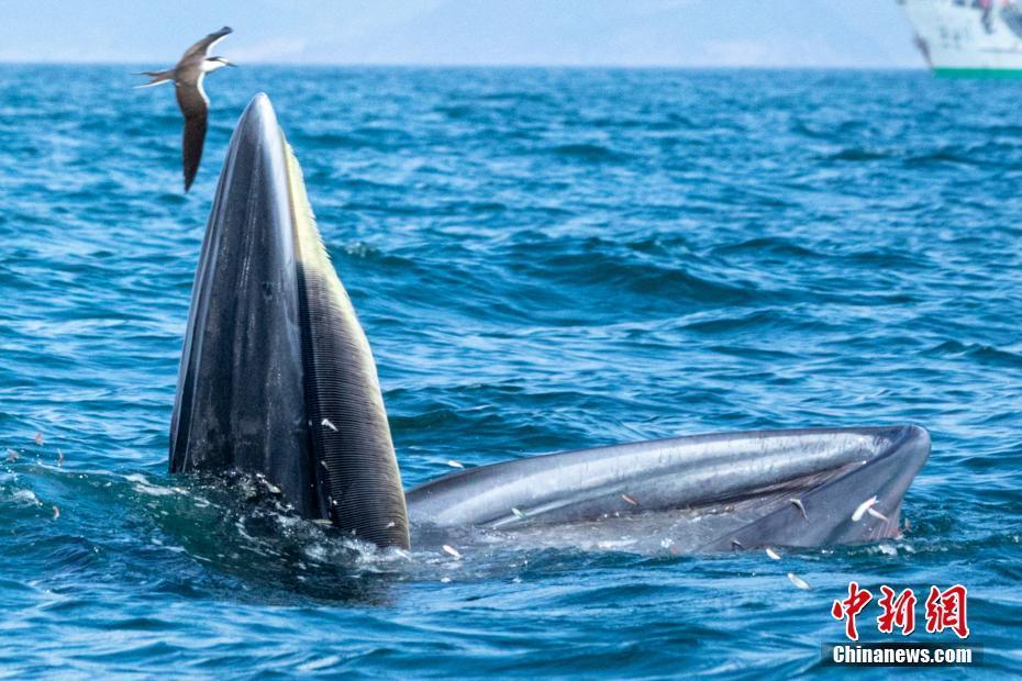 深圳大鵬新區(qū)海灣鯨魚出沒進(jìn)食