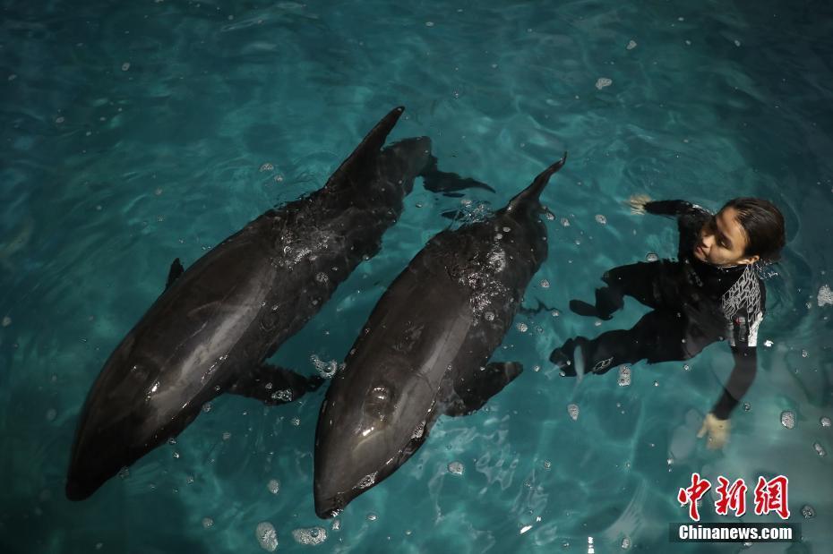 浙江臺(tái)州擱淺12頭瓜頭鯨 直擊救援現(xiàn)場(chǎng)