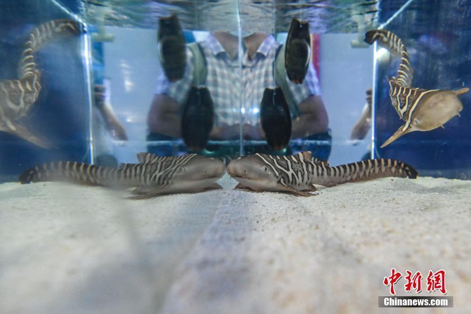 珠海長隆成功繁育瀕危物種豹紋鯊