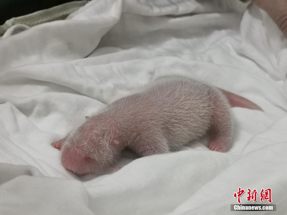 大熊猫“美茜”产仔：新生大熊猫宝宝体重249克