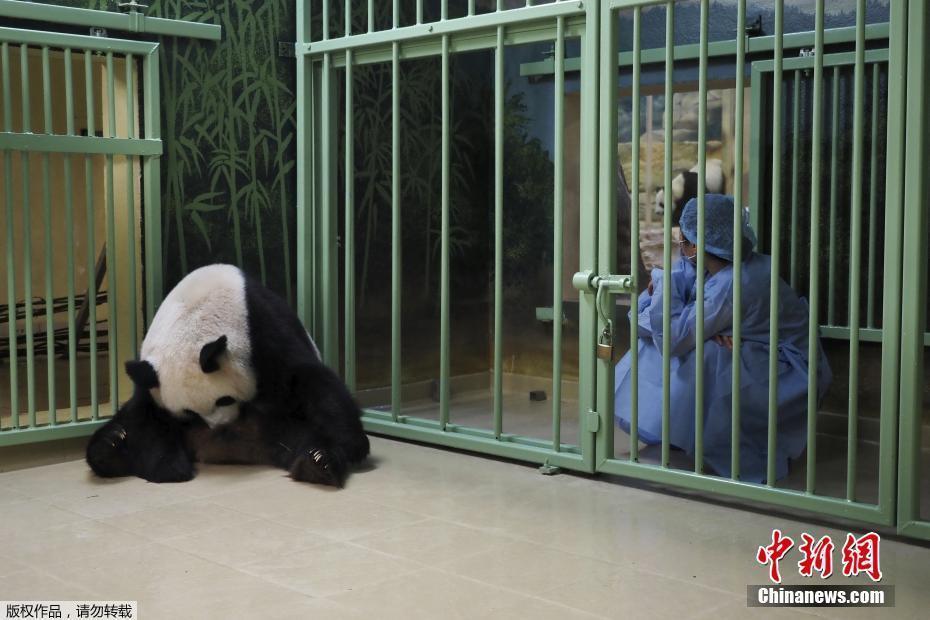 旅法大熊猫“欢欢”进入待产状态 看护员严密守护