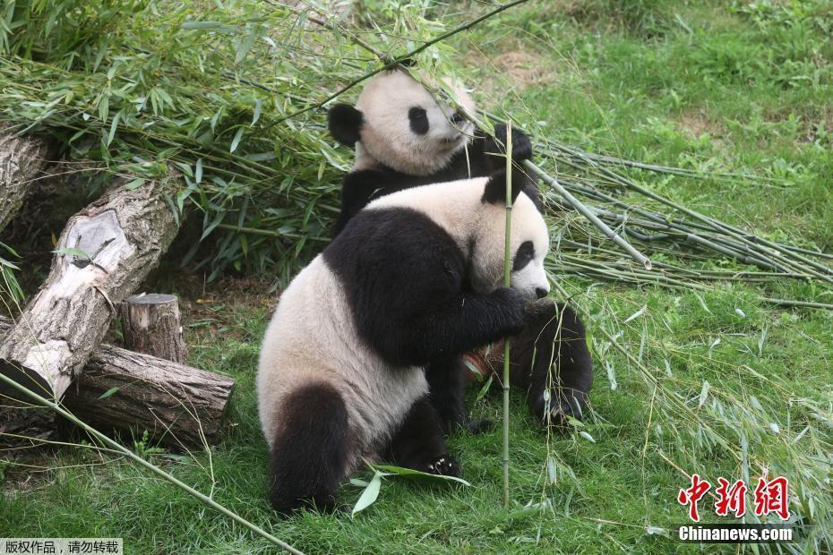 萌萌噠,！比利時(shí)雙胞胎大熊貓“寶弟”和“寶妹”慶祝2歲生日