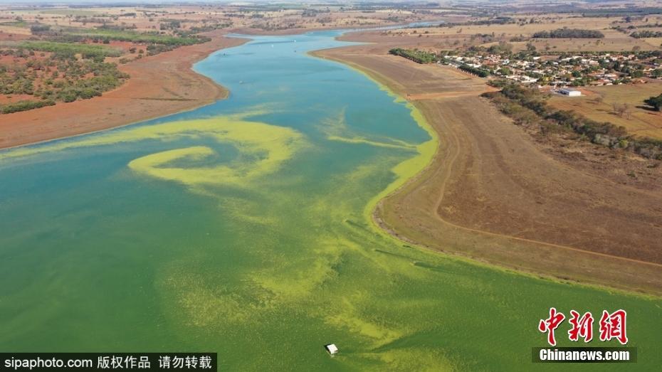 久旱致水量?jī)H剩12% 巴西水庫低水位植物“染綠”水面