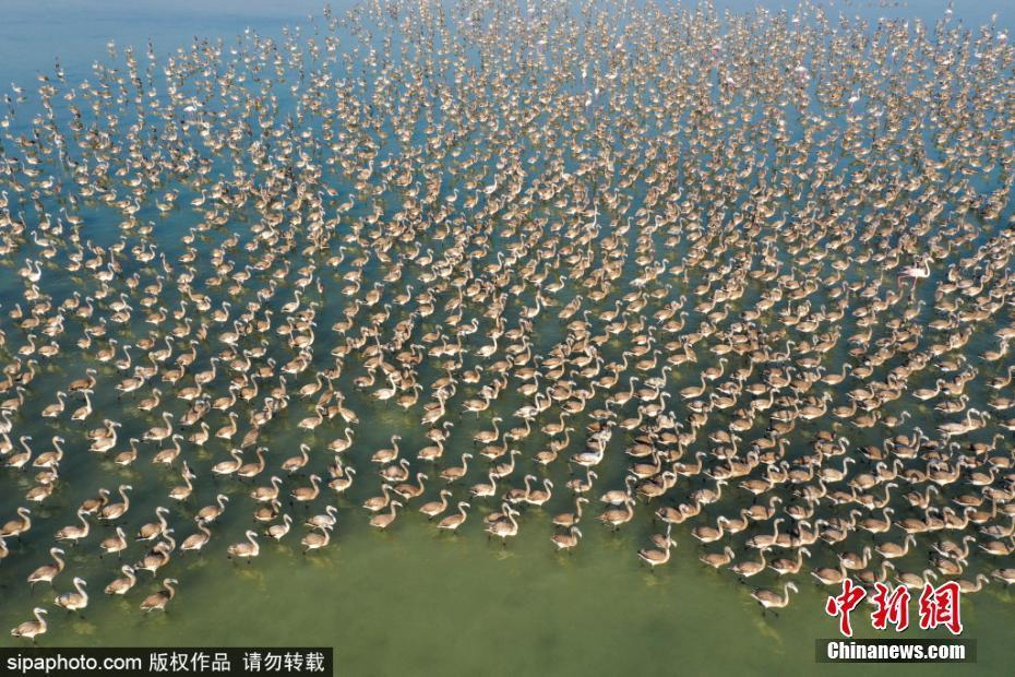 航拍土耳其火烈鳥“天堂” 近2萬只聚集場面壯觀