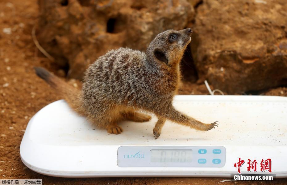 英國最大動物園舉行年度稱重活動 小動物逐個上秤