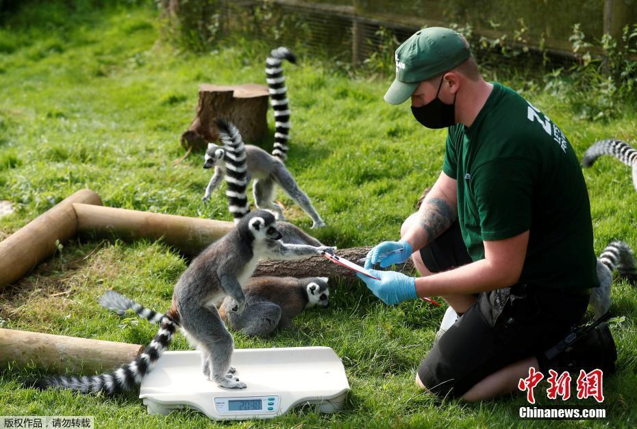 英國最大動物園舉行年度稱重活動 小動物逐個上秤