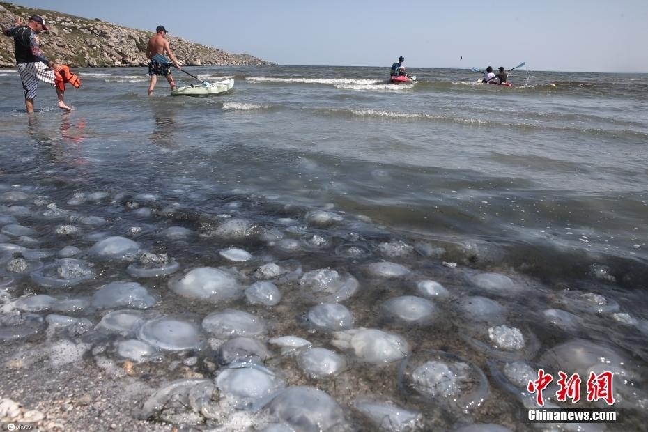 密密麻麻,！克里米亞海灘遭大量水母“入侵”