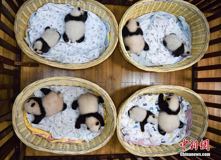 四川阿壩2021年出生8只大熊貓幼崽首次同框留影