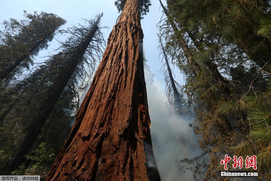 美國加州紅杉國家公園大火燃燒 壽命超三千年古樹面臨威脅