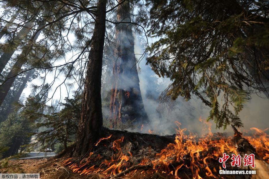 美国加州红杉国家公园大火燃烧 寿命超三千年古树面临威胁