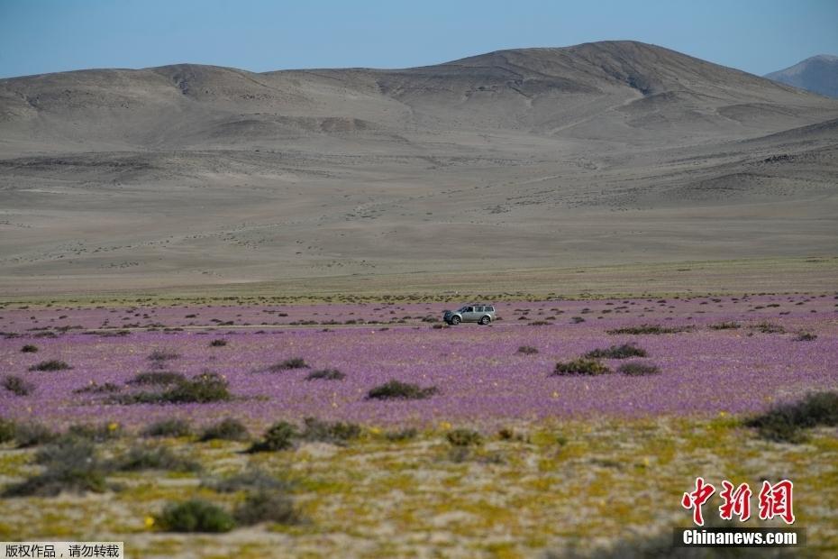 智利沙漠開出粉色花海