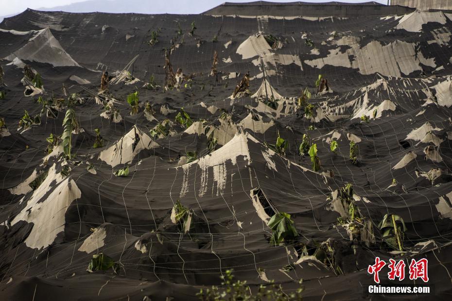 西班牙火山持续喷发 香蕉种植园覆满火山灰