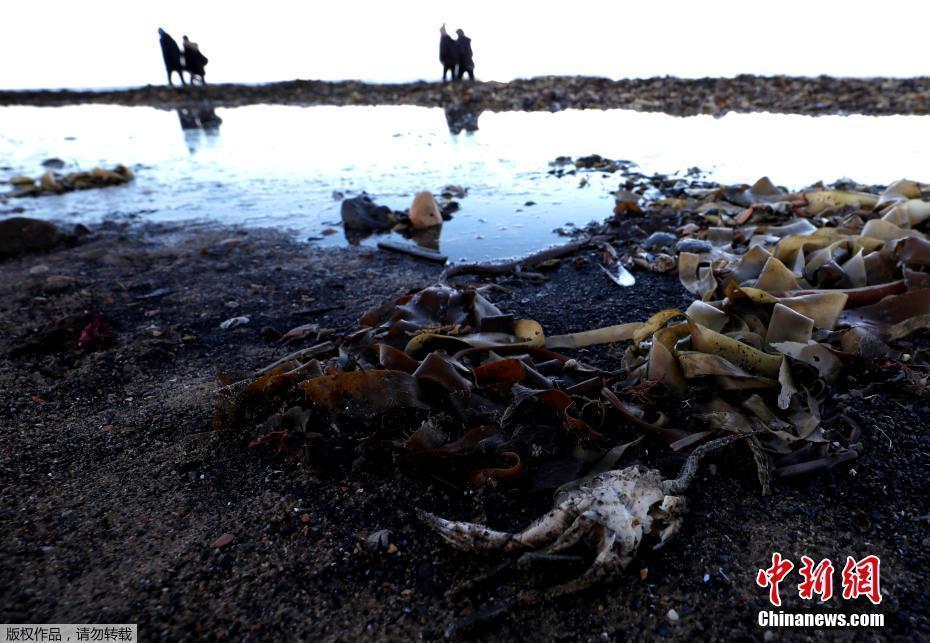 大量海洋生物尸體被沖上英國海灘