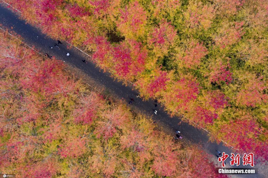 山東青島：楓林醉人繽紛美 紅染秋葉更勝花