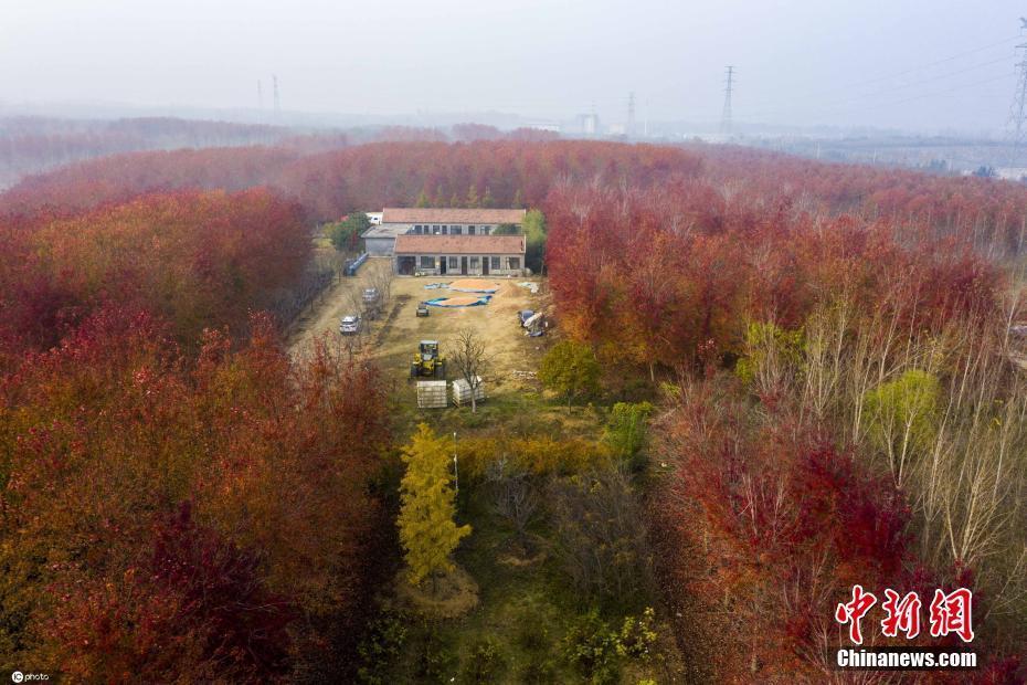 山東青島：楓林醉人繽紛美 紅染秋葉更勝花