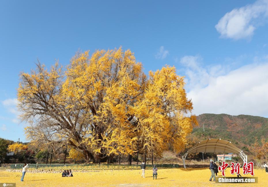 落葉成“地毯” 韓國800年古銀杏樹驚艷秋天