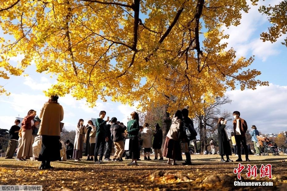 日本东京秋色浓郁 民众户外享受大自然的馈赠