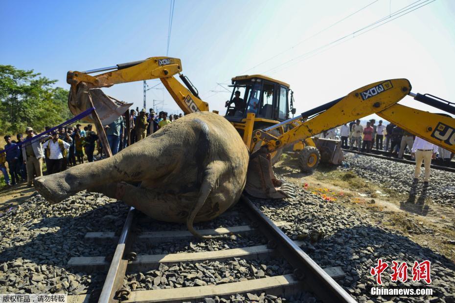 印度两头野生大象误入铁轨与火车相撞身亡