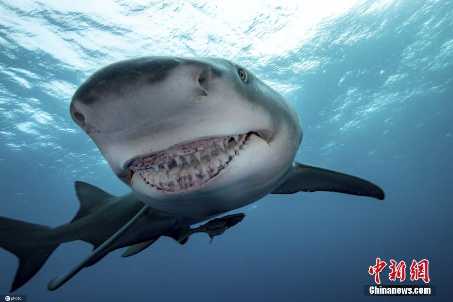 摄影师抓拍鲨鱼对镜头露齿微笑画面