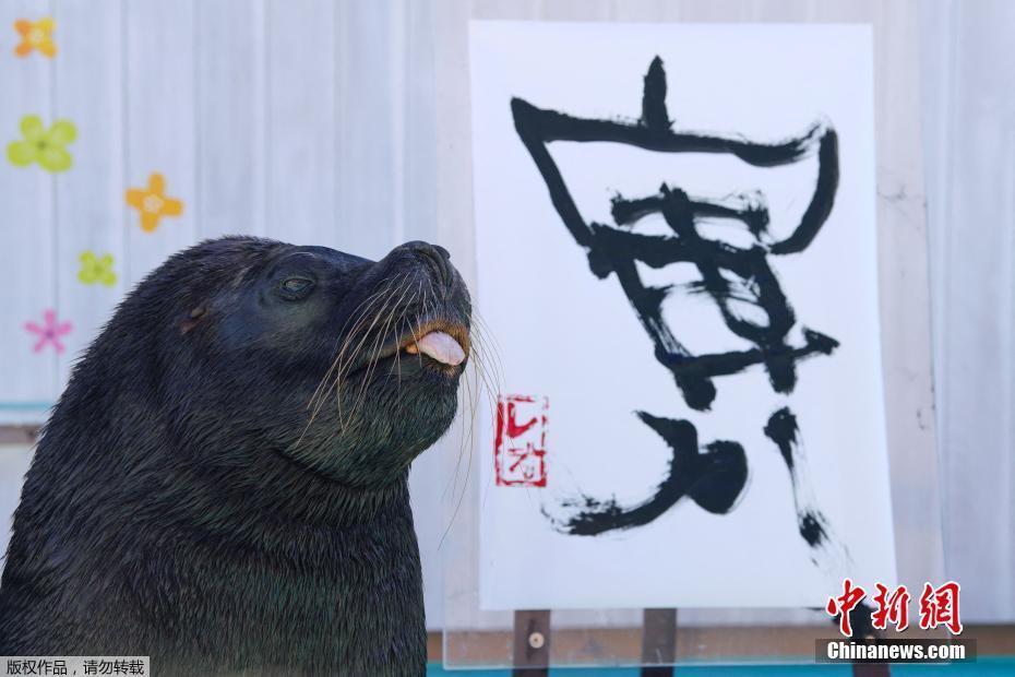 日本海獅叼筆書寫漢字“寅” 迎接中國農歷虎年