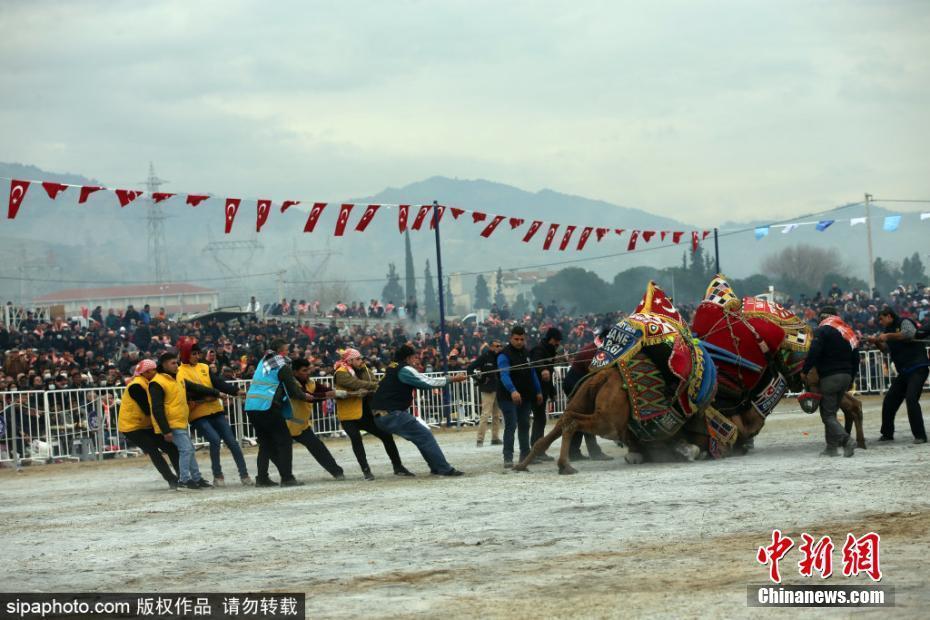 “沙漠之王”的較量 土耳其舉行傳統(tǒng)駱駝摔跤節(jié)