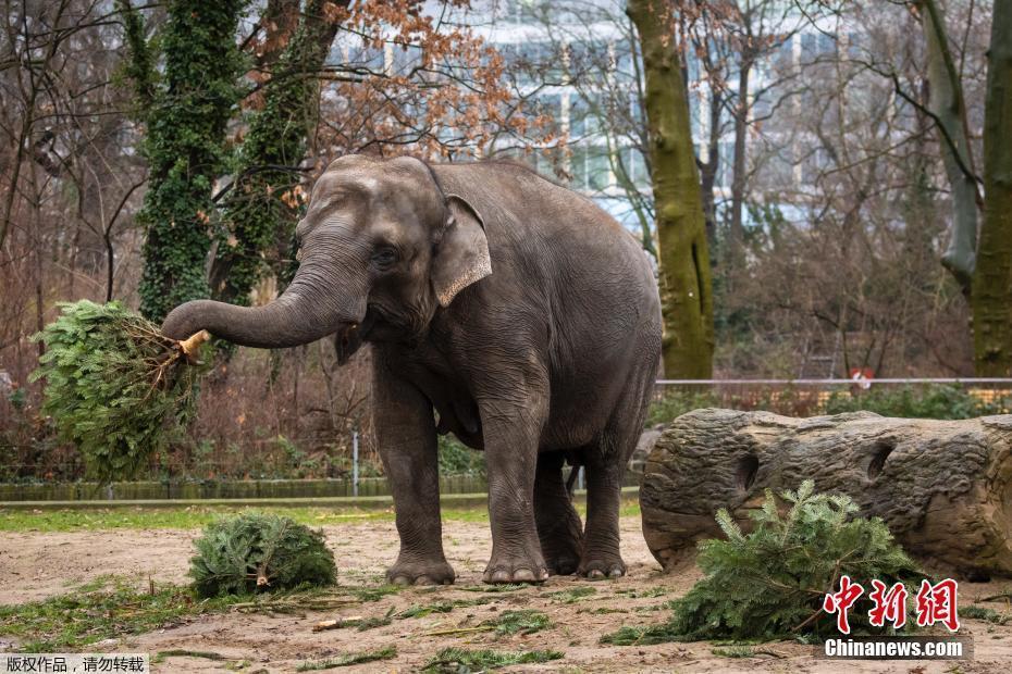 廢物巧利用,！德國(guó)柏林動(dòng)物園大象節(jié)后享用“圣誕樹(shù)”大餐