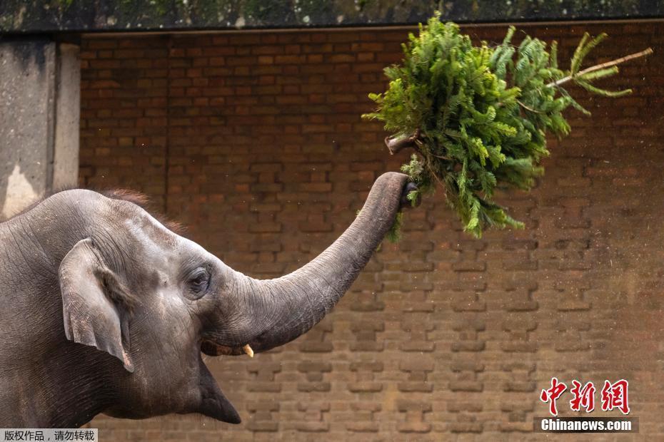 廢物巧利用,！德國柏林動物園大象節(jié)后享用“圣誕樹”大餐