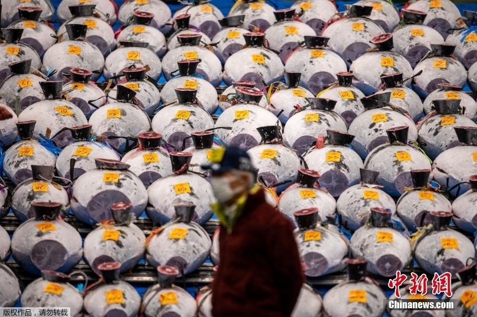 日本東京魚市舉行新年金槍魚拍賣會