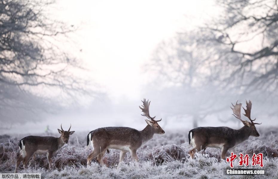 英国布什公园的清晨 鹿群迷雾中踏雪而来