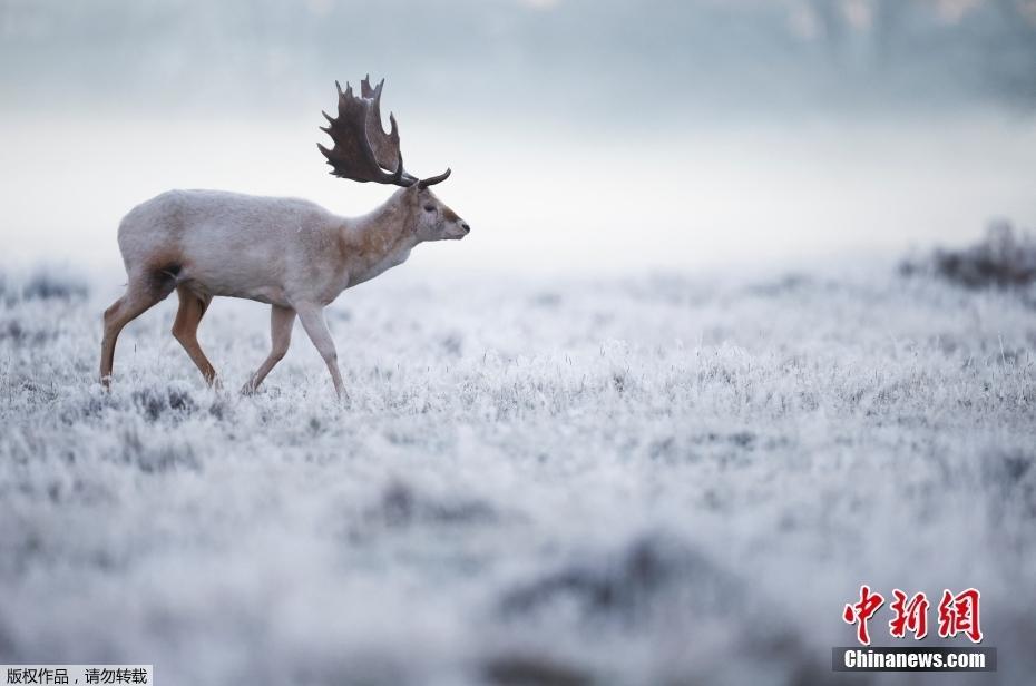 英国布什公园的清晨 鹿群迷雾中踏雪而来
