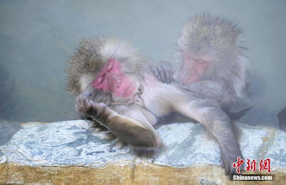 日本北海道猴子集体沐浴温泉表情惬意