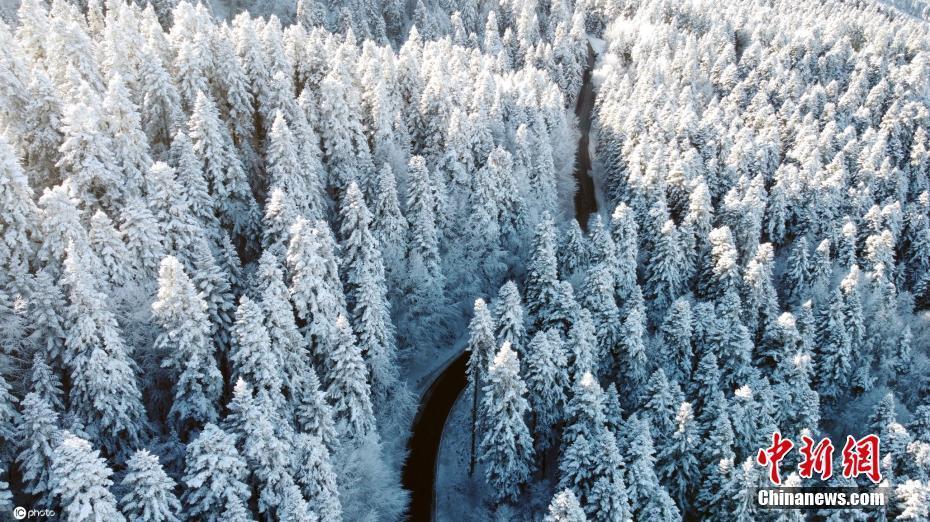 土耳其博卢树木遭积雪覆盖宛如画卷