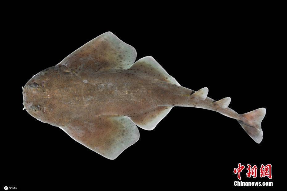 巴拿马一热带研究所发现天使鲨新物种