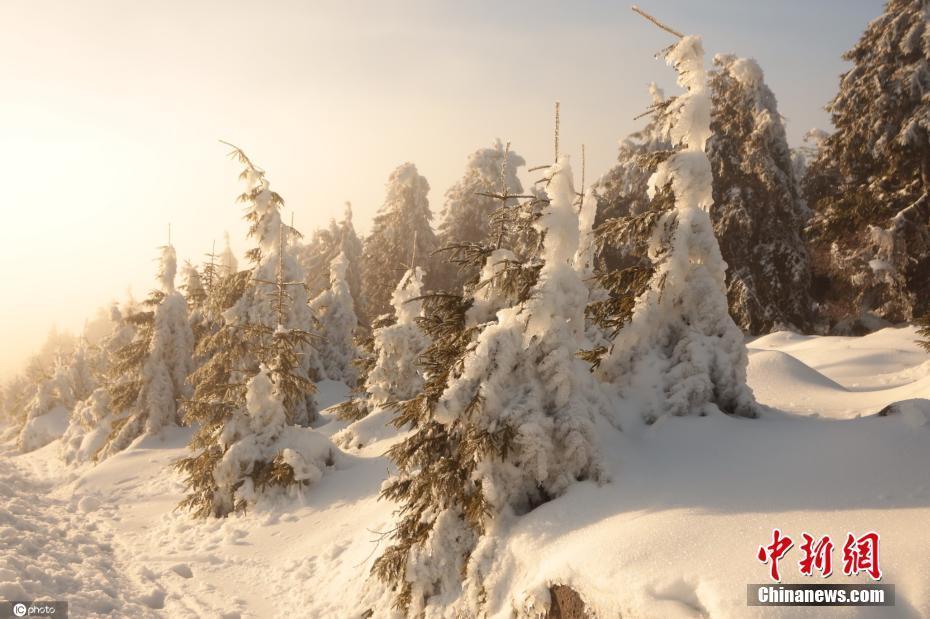 德国山峰树木裹满冰雪 如雪人伫立原野