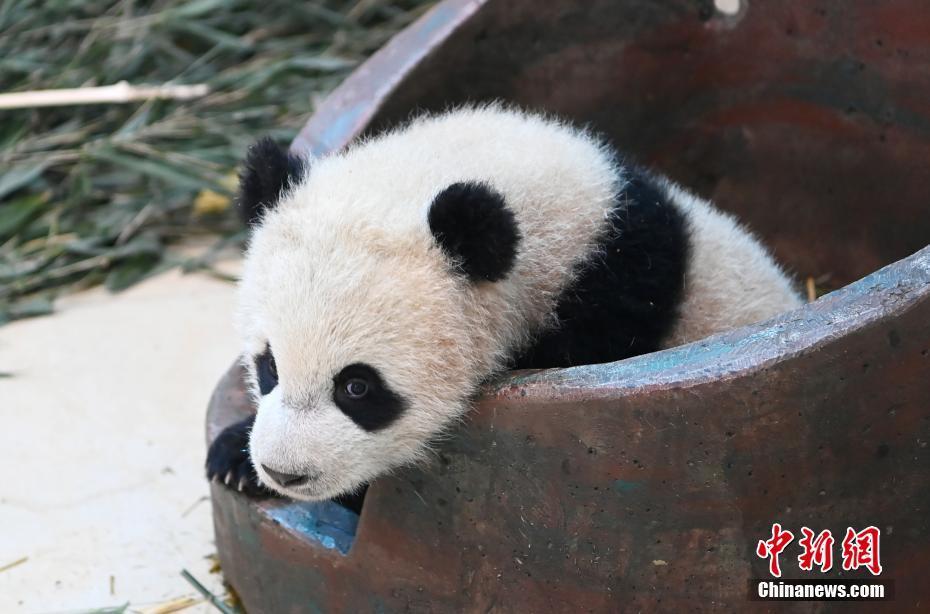 探访海归大熊猫“宝宝”和它的宝宝