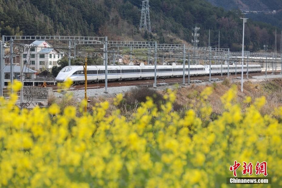 春意盎然 動車組列車經(jīng)過油菜花田