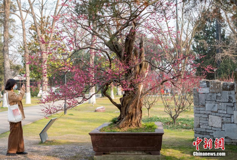 南京600多歲古梅迎春盛開