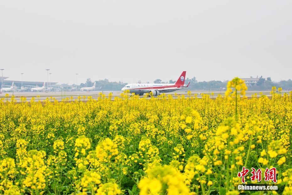 四川泸州开往春天的航班