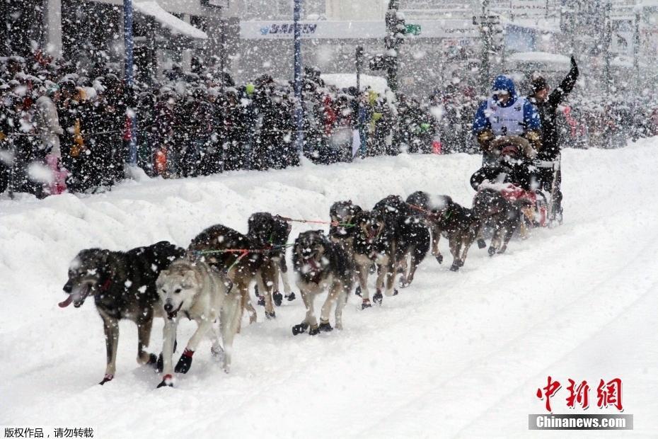 美國阿拉斯加狗拉雪橇賽開啟 全程1600公里