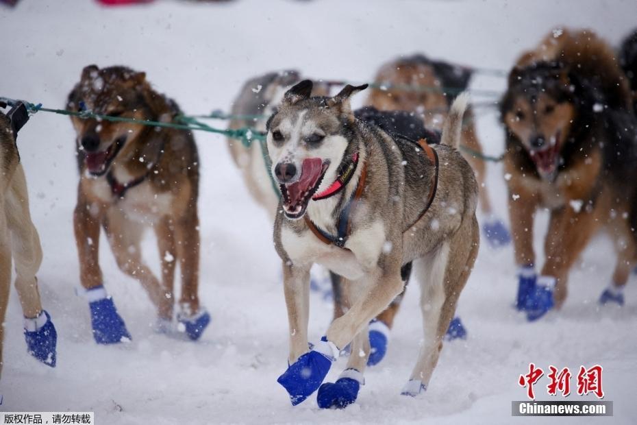 美國阿拉斯加狗拉雪橇賽開啟 全程1600公里