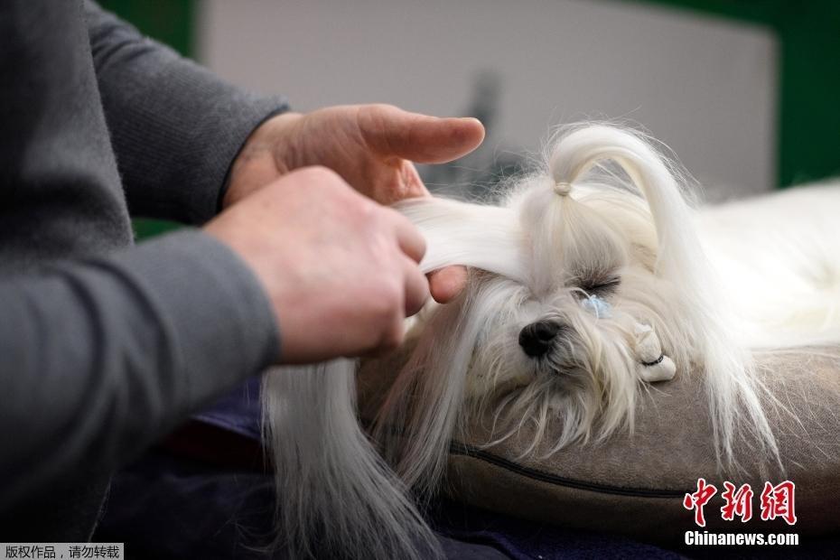 英國伯明翰舉辦犬展 “汪星人”賣萌搶鏡