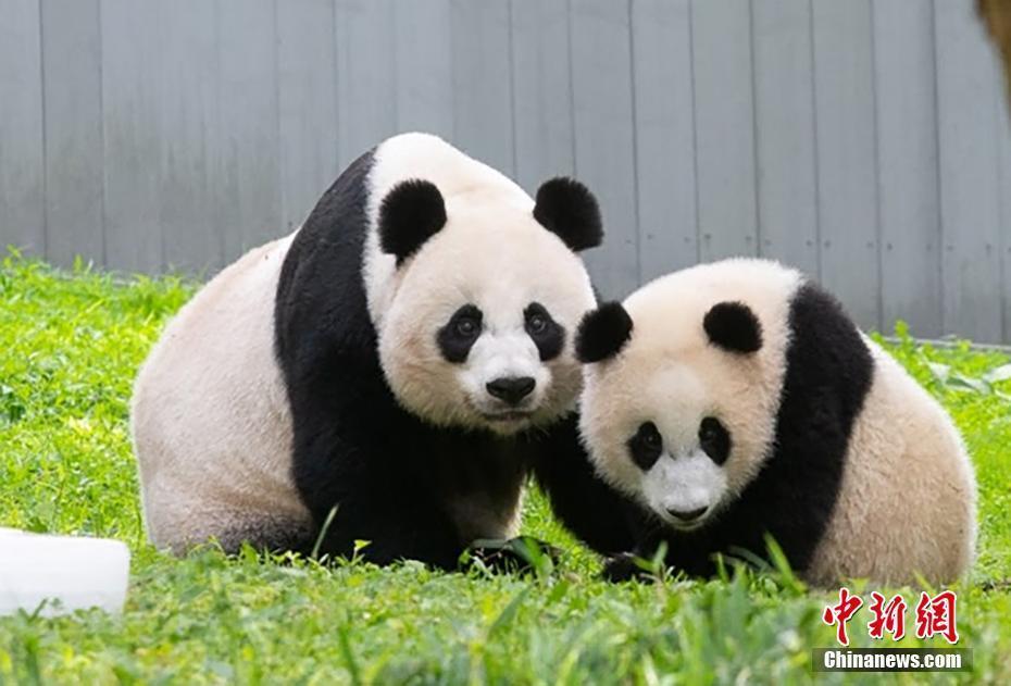 美國家動(dòng)物園舉辦系列活動(dòng)慶祝大熊貓抵美50周年