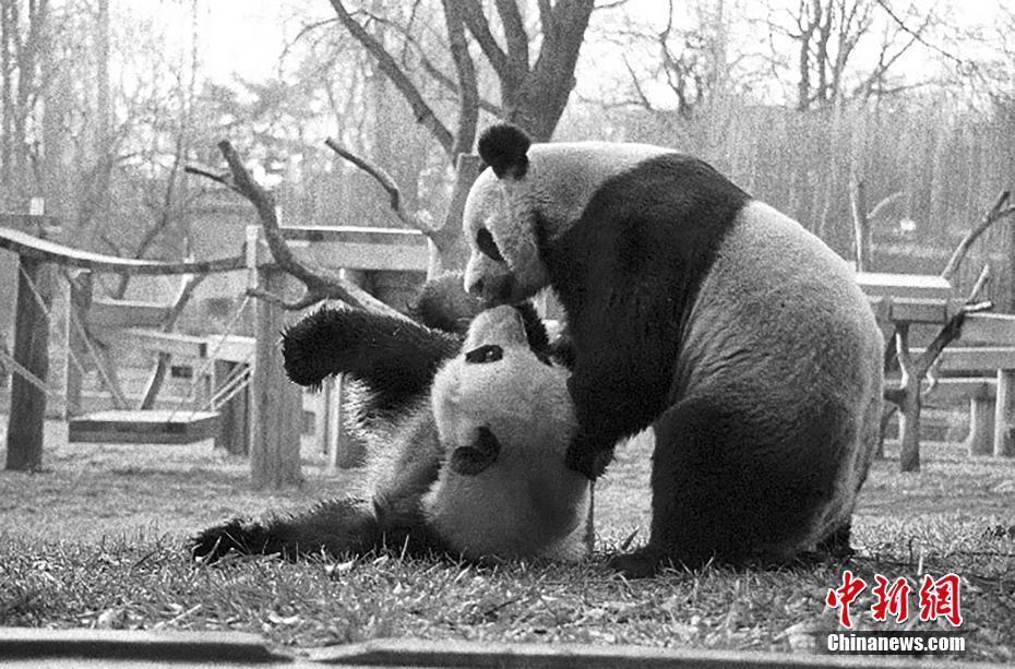 美國家動物園舉辦系列活動慶祝大熊貓抵美50周年