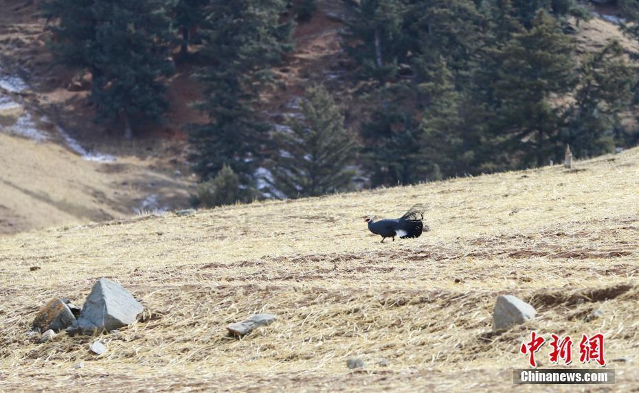 野生動物在祁連山國家公園青海片區(qū)覓食嬉戲