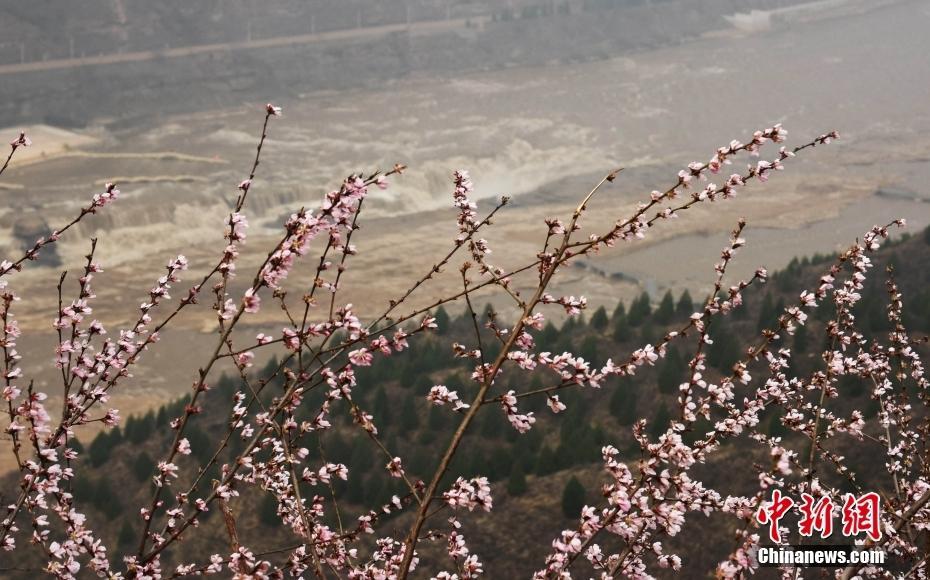 黃河壺口瀑布迎來壯美“桃花汛”