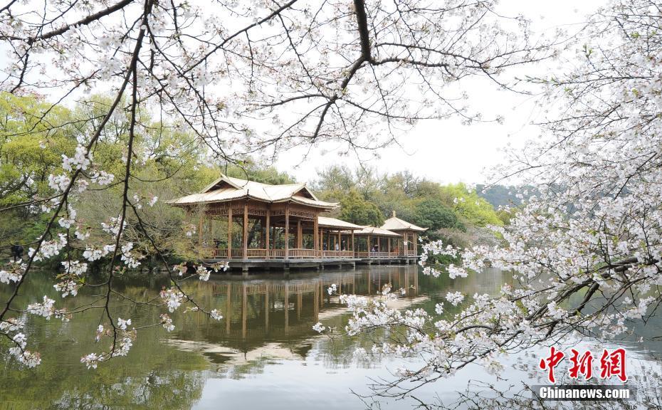 杭州西湖櫻花進入最佳觀賞期