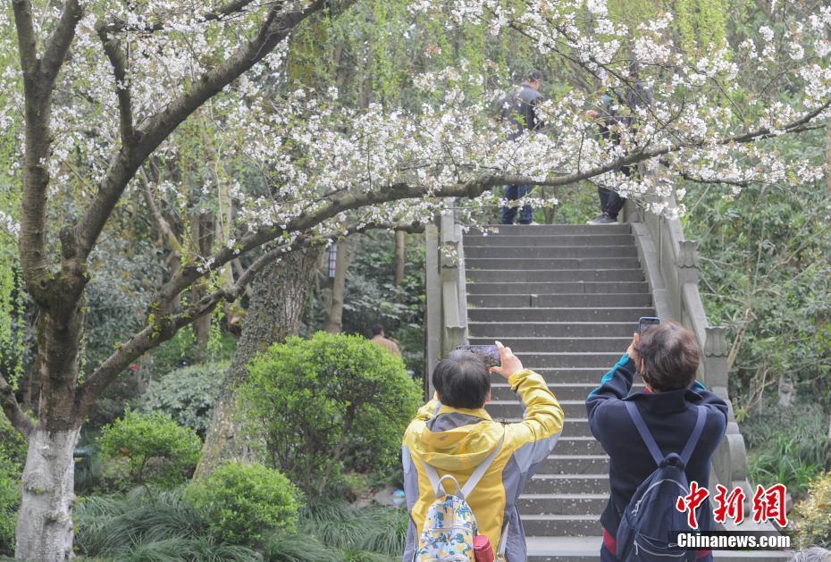 杭州西湖櫻花進入最佳觀賞期