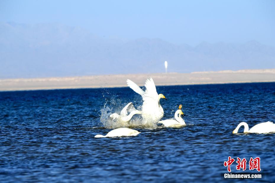 上百只天鵝在柴達(dá)木盆地可魯克湖翩翩起舞