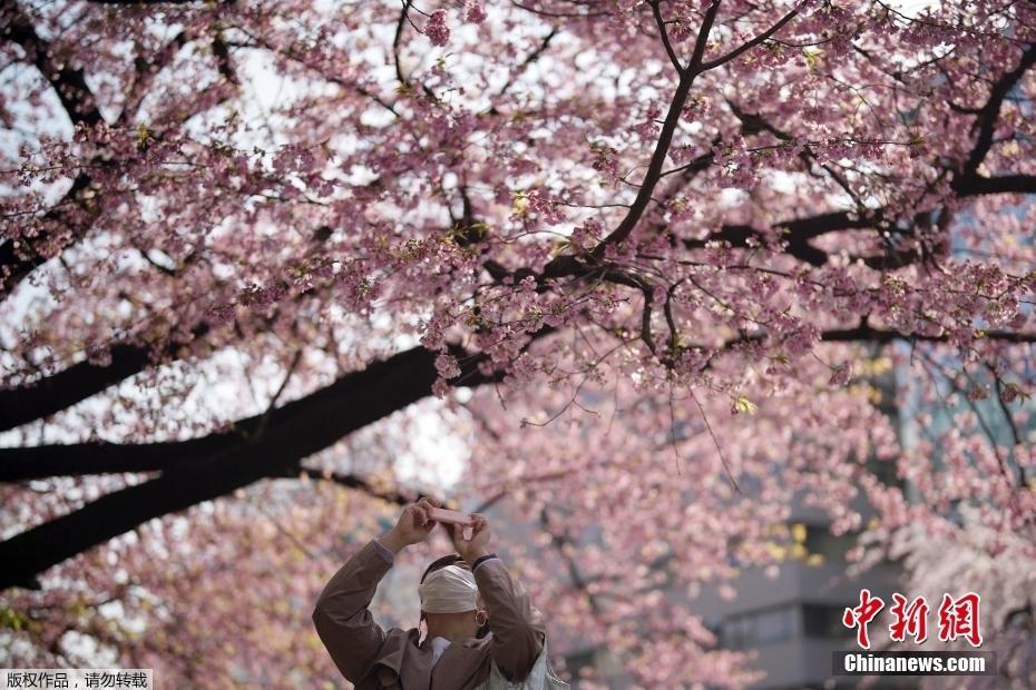 日本東京櫻花盛開(kāi) 游人如織