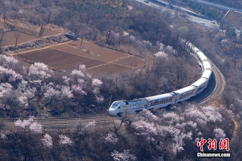 “開往春天的列車”穿越長城腳下爛漫花海